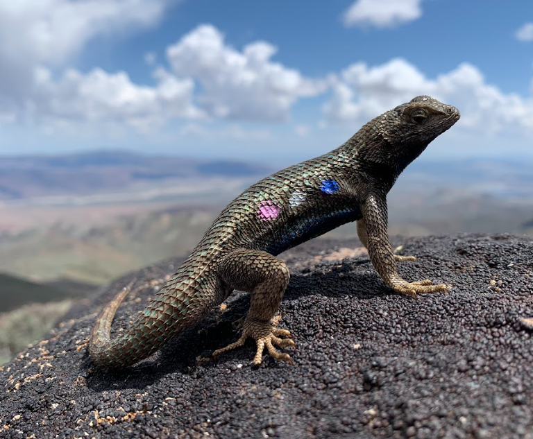 A western fence lizard basking on a rock in the study area. Note that this individual is marked through a color combination painted on its side (Blue - Silver - Pink) used to identify it in the field.
